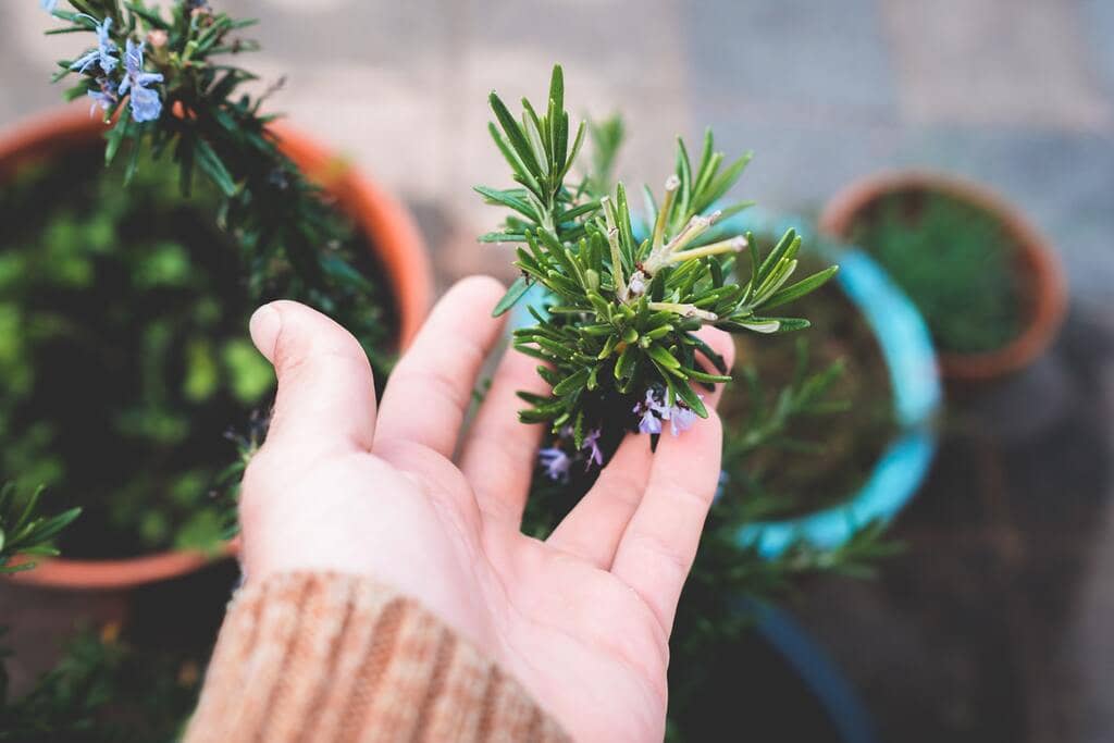 plantas en terraza